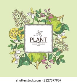 Background with cosmetic and medical plants: houttuynia cordata, bengal quince, baile fruit ,indigo and lawsonia inermis. Vector hand drawn illustration