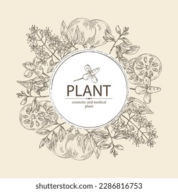 Background with cosmetic and medical plants: houttuynia cordata, bengal quince, baile fruit ,indigo and lawsonia inermis. Vector hand drawn illustration