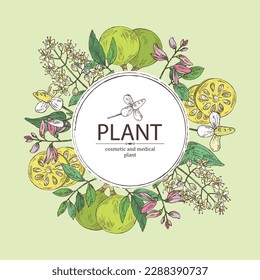 Background with cosmetic and medical plants: houttuynia cordata, bengal quince, baile fruit ,indigo and lawsonia inermis. Vector hand drawn illustration