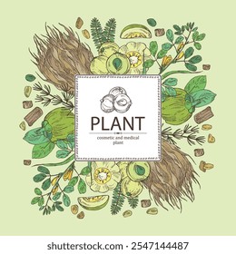 Background with cosmetic and medical plants: indian gooseberry, amla, garcinia cambogia, shatavari root, fenugreek. Vector hand drawn illustration