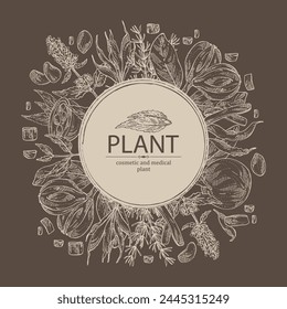 Background with cosmetic and medical plants: kukubha fruits, arjuna, lofant, shatavari root, chaulmugra fruits. Vector hand drawn illustration