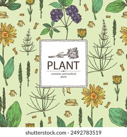 Background with cosmetic and medical plants: large plantain, arnica montana, equisetum, eleutherococcus. Vector hand drawn illustration