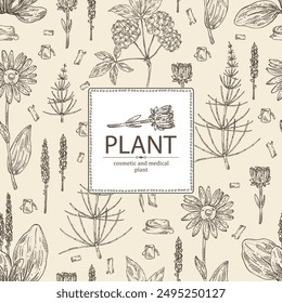 Background with cosmetic and medical plants: large plantain, arnica montana, equisetum, eleutherococcus. Vector hand drawn illustration