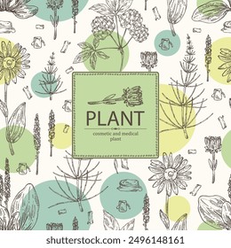 Background with cosmetic and medical plants: large plantain, arnica montana, equisetum, eleutherococcus. Vector hand drawn illustration