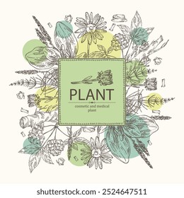 Background with cosmetic and medical plants: large plantain, arnica montana, equisetum, eleutherococcus. Vector hand drawn illustration