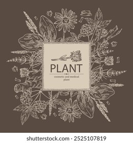 Background with cosmetic and medical plants: large plantain, arnica montana, equisetum, eleutherococcus. Vector hand drawn illustration