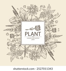 Background with cosmetic and medical plants: large plantain, arnica montana, equisetum, eleutherococcus. Vector hand drawn illustration