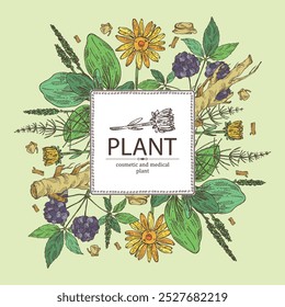 Background with cosmetic and medical plants: large plantain, arnica montana, equisetum, eleutherococcus. Vector hand drawn illustration