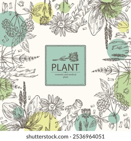 Background with cosmetic and medical plants: large plantain, arnica montana, equisetum, eleutherococcus. Vector hand drawn illustration