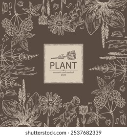 Background with cosmetic and medical plants: large plantain, arnica montana, equisetum, eleutherococcus. Vector hand drawn illustration