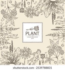 Background with cosmetic and medical plants: large plantain, arnica montana, equisetum, eleutherococcus. Vector hand drawn illustration