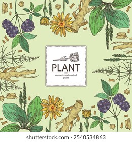 Background with cosmetic and medical plants: large plantain, arnica montana, equisetum, eleutherococcus. Vector hand drawn illustration