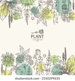 Background with cosmetic and medical plants: large plantain, arnica montana, equisetum, eleutherococcus. Vector hand drawn illustration