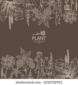 Background with cosmetic and medical plants: large plantain, arnica montana, equisetum, eleutherococcus. Vector hand drawn illustration