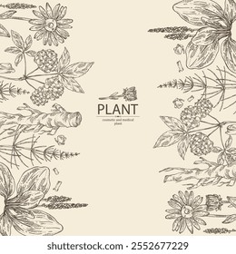 Background with cosmetic and medical plants: large plantain, arnica montana, equisetum, eleutherococcus. Vector hand drawn illustration