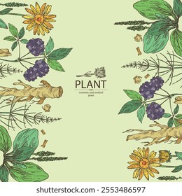 Background with cosmetic and medical plants: large plantain, arnica montana, equisetum, eleutherococcus. Vector hand drawn illustration