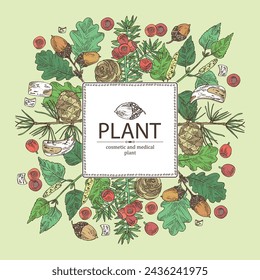 Background of cosmetic and medical plants: larix, quercus, betulaceae bark, taxus baccata. Vector hand drawn illustration