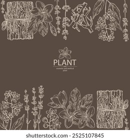 Background with cosmetic and medical plants: lavender flowers, vetiver, plumeria flowers, camphor tree. Vector hand drawn illustration