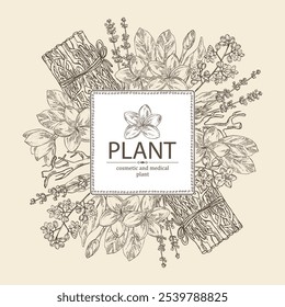 Background with cosmetic and medical plants: lavender flowers, vetiver, plumeria flowers, camphor tree. Vector hand drawn illustration