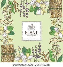 Background with cosmetic and medical plants: lavender flowers, vetiver, plumeria flowers, camphor tree. Vector hand drawn illustration