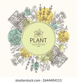 Background with cosmetic and medical plants: lavender flowers, vetiver, plumeria flowers, camphor tree. Vector hand drawn illustration