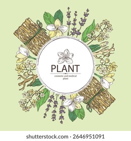 Fundo com plantas cosméticas e médicas: flores de lavanda, vetiver, flores de plumeria, cânfora. Ilustração desenhada à mão vetorial