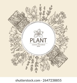 Fundo com plantas cosméticas e médicas: flores de lavanda, vetiver, flores de plumeria, cânfora. Ilustração desenhada à mão vetorial