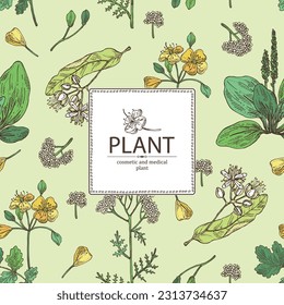 Background with cosmetic and medical plants: linden flower, celandine,  large plantain, yarrow flowers. Vector hand drawn illustration