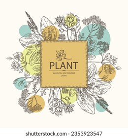 Background  of cosmetic and medical plants: linden flower, celandine,  large plantain, yarrow flowers. Vector hand drawn illustration