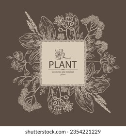 Background  of cosmetic and medical plants: linden flower, celandine,  large plantain, yarrow flowers. Vector hand drawn illustration