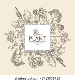 Background  of cosmetic and medical plants: linden flower, celandine,  large plantain, yarrow flowers. Vector hand drawn illustration