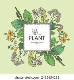 Background  of cosmetic and medical plants: linden flower, celandine,  large plantain, yarrow flowers. Vector hand drawn illustration