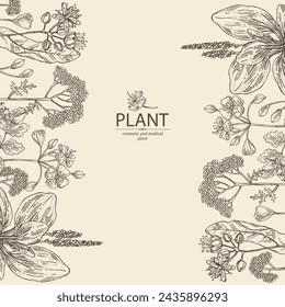 Antecedentes de plantas cosméticas y médicas: flor de tilo, celandina, plátano grande, flores de milenrama. Ilustración dibujada a mano del vector