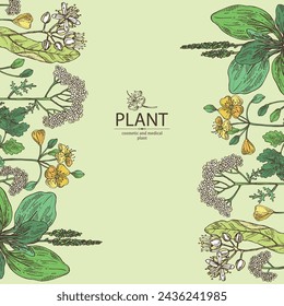 Background  of cosmetic and medical plants: linden flower, celandine,  large plantain, yarrow flowers. Vector hand drawn illustration