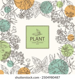 Background with cosmetic and medical plants:  linden flower, mint, black elderberry, sea buckthorn berries. Vector hand drawn illustration