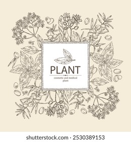 Fondo con plantas cosméticas y médicas: flor de tilo, menta, saúco negro, bayas de espino amarillo. Vector dibujado a mano ilustración