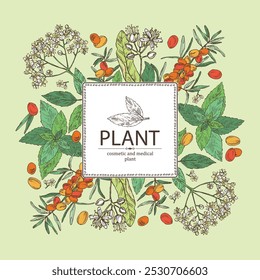 Fondo con plantas cosméticas y médicas: flor de tilo, menta, saúco negro, bayas de espino amarillo. Vector dibujado a mano ilustración