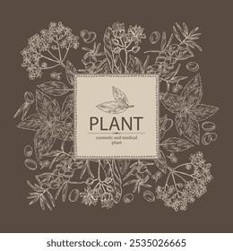 Fondo con plantas cosméticas y médicas: flor de tilo, menta, saúco negro, bayas de espino amarillo. Vector dibujado a mano ilustración