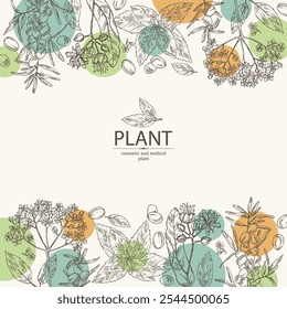 Fondo con plantas cosméticas y médicas: flor de tilo, menta, saúco negro, bayas de espino amarillo. Vector dibujado a mano ilustración