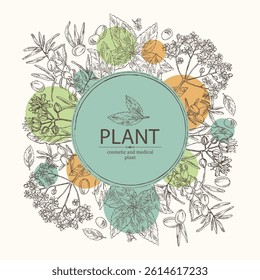 Background with cosmetic and medical plants:  linden flower, mint, black elderberry, sea buckthorn berries. Vector hand drawn illustration