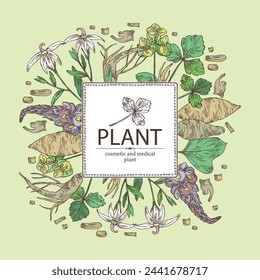 Background with cosmetic and medical plants: lobelia chinensis flowers, pueraria lobata, cryptotaenia japonica, euphorbia pekinensis. Vector hand drawn illustration