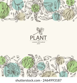 Background with cosmetic and medical plants: lobelia chinensis flowers, pueraria lobata, cryptotaenia japonica, euphorbia pekinensis. Vector hand drawn illustration