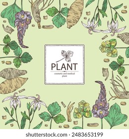 Background with cosmetic and medical plants: lobelia chinensis flowers, pueraria lobata, cryptotaenia japonica, euphorbia pekinensis. Vector hand drawn illustration