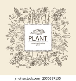 Antecedentes com plantas cosméticas e médicas: lofant, isatis tinctoria, stephania glabra, coptis chinese. Ilustração desenhada à mão vetorial