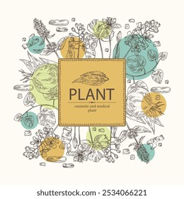 Antecedentes com plantas cosméticas e médicas: lofant, isatis tinctoria, stephania glabra, coptis chinese. Ilustração desenhada à mão vetorial