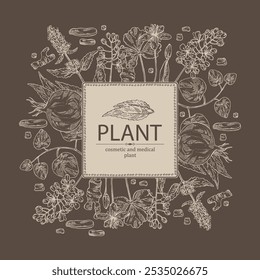 Antecedentes com plantas cosméticas e médicas: lofant, isatis tinctoria, stephania glabra, coptis chinese. Ilustração desenhada à mão vetorial