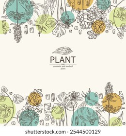 Antecedentes com plantas cosméticas e médicas: lofant, isatis tinctoria, stephania glabra, coptis chinese. Ilustração desenhada à mão vetorial