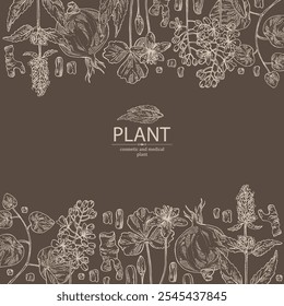 Antecedentes com plantas cosméticas e médicas: lofant, isatis tinctoria, stephania glabra, coptis chinese. Ilustração desenhada à mão vetorial