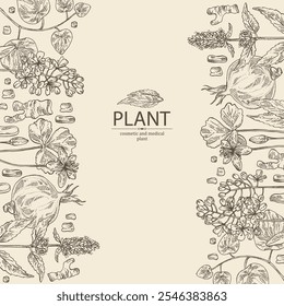 Fondo con plantas cosméticas y médicas: lofant, isatis tinctoria, stephania glabra, coptis chinese. Vector dibujado a mano ilustración