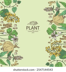 Antecedentes com plantas cosméticas e médicas: lofant, isatis tinctoria, stephania glabra, coptis chinese. Ilustração desenhada à mão vetorial